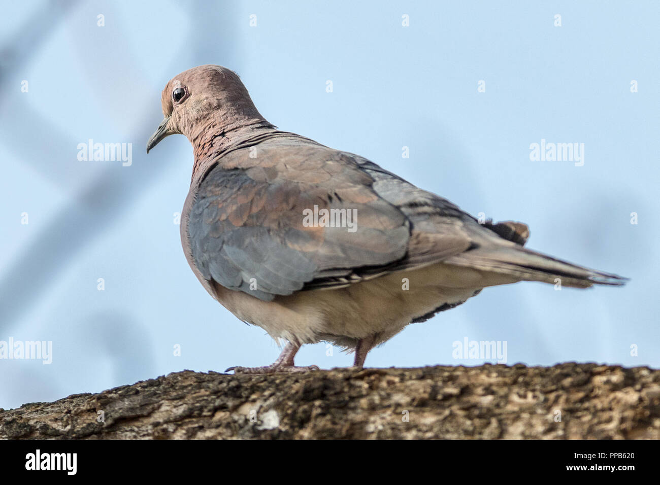 Ridendo colomba (Spilopelia senegalensis), Aka ridere tortora, palm colomba e Senegal Colomba, lago Tana, Bahir Dar, Etiopia Foto Stock