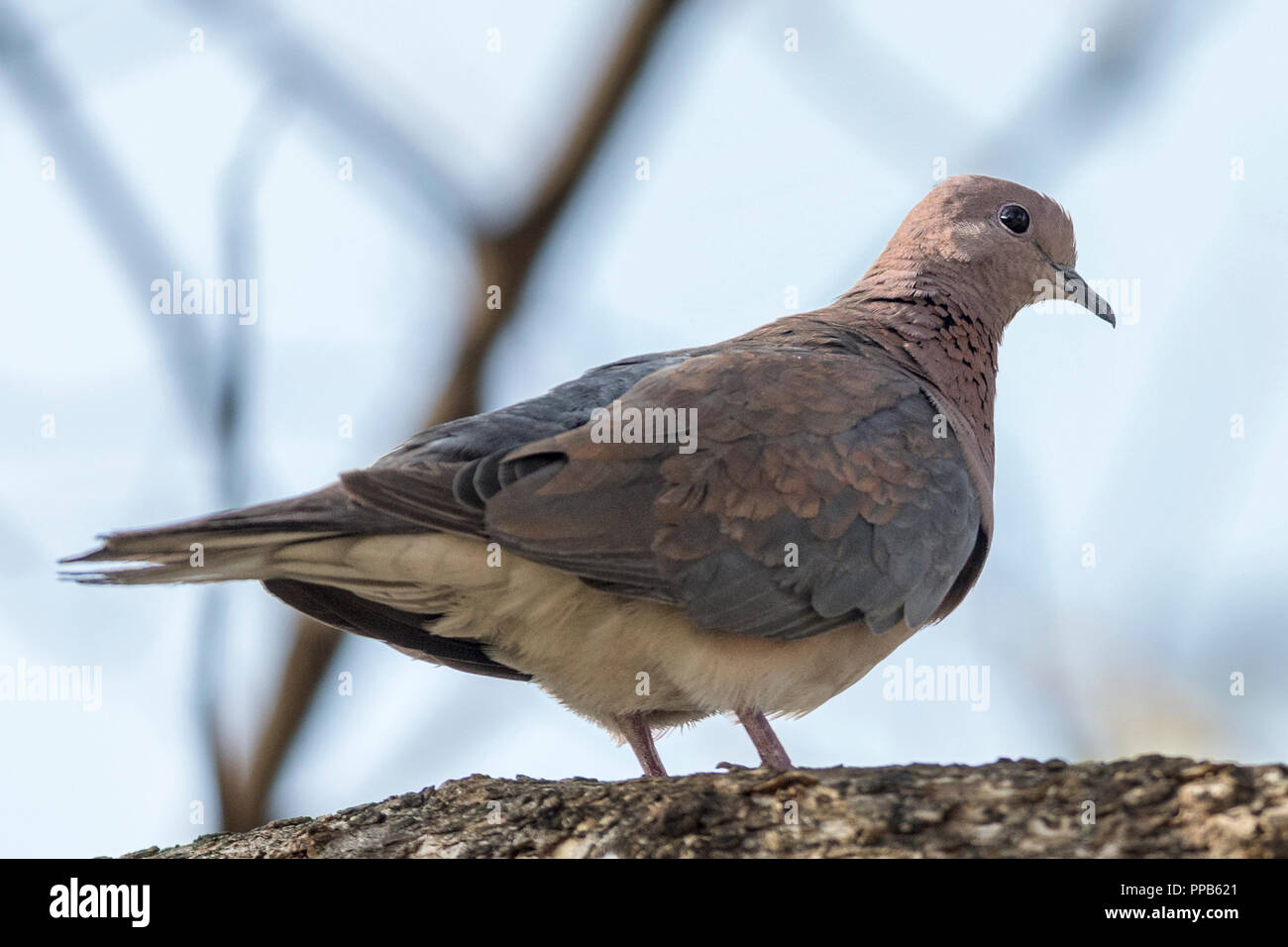 Ridendo colomba (Spilopelia senegalensis), Aka ridere tortora, palm colomba e Senegal Colomba, lago Tana, Bahir Dar, Etiopia Foto Stock