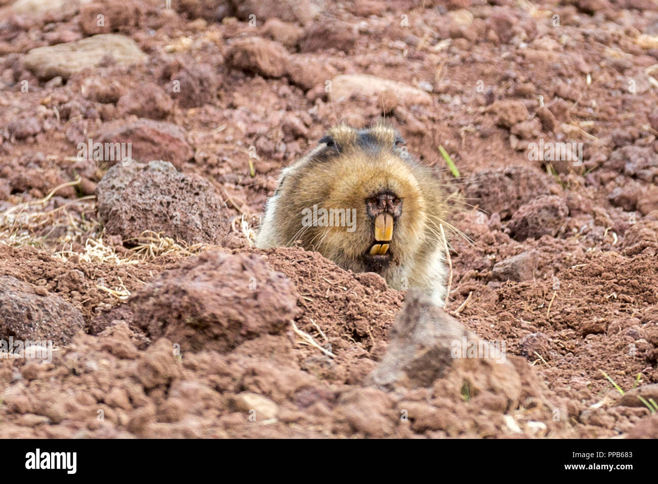 Mole-Rat gigante, aka big-headed African mole-rat, giant root-rat, Etiope African mole-rat, Tachyoryctes macrocephalus, in burrow, Sanetti Plateau, Foto Stock