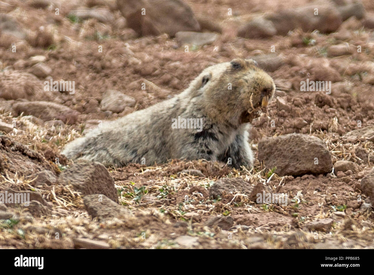 Mole-Rat gigante, aka big-headed African mole-rat, giant root-rat, Etiope African mole-rat, Tachyoryctes macrocephalus, in burrow, Sanetti Plateau, Foto Stock