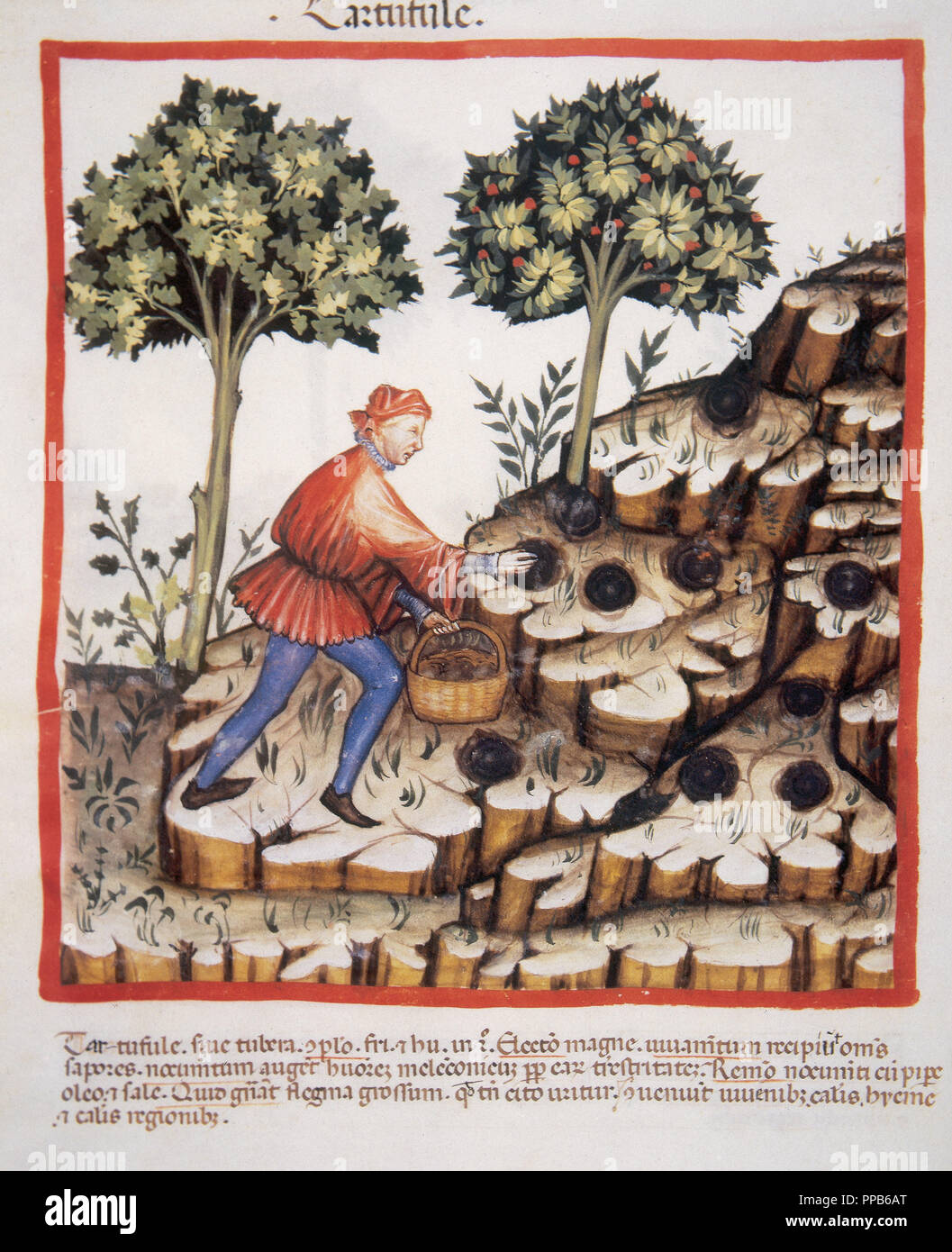 Tacuinum Sanitatis. Salute medievale Handbook, datata prima del 1400, sulla  base di osservazioni di ordine medico che dettaglia gli aspetti più  importanti di prodotti alimentari, bevande e abbigliamento. La raccolta dei  tartufi.