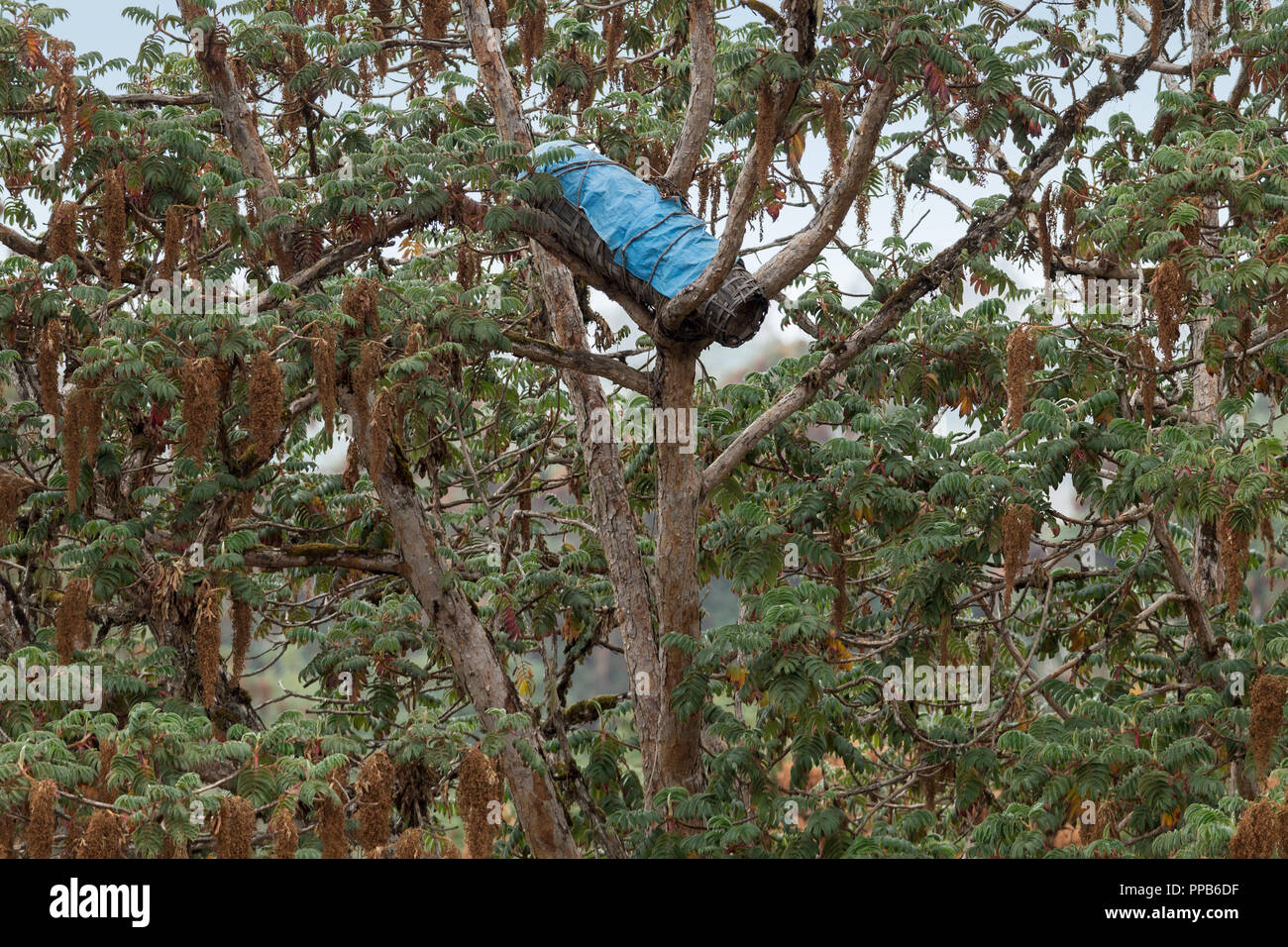 Wild honeybee Beehive nell'albero canopy, montagne di balle, Etiopia Foto Stock