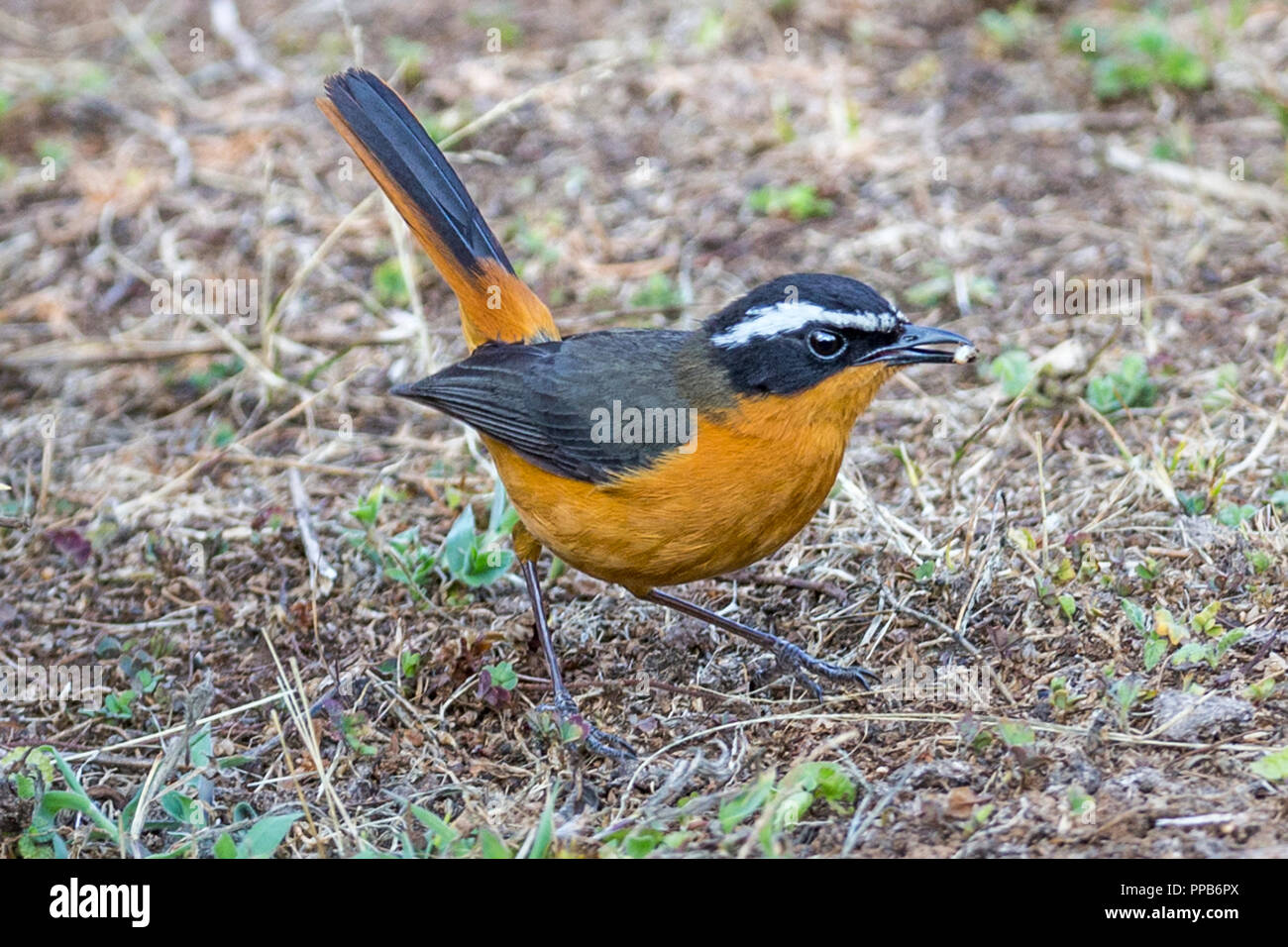 Bianco-browed robin-chat (Cossypha heuglini), noto anche come Heuglin robin, con grub montagne della balla, Etiopia, Foto Stock Bianco-browed robin-chat (Cossypha heuglini), noto anche come Heuglin robin, con grub montagne della balla, Etiopia, Foto Stock