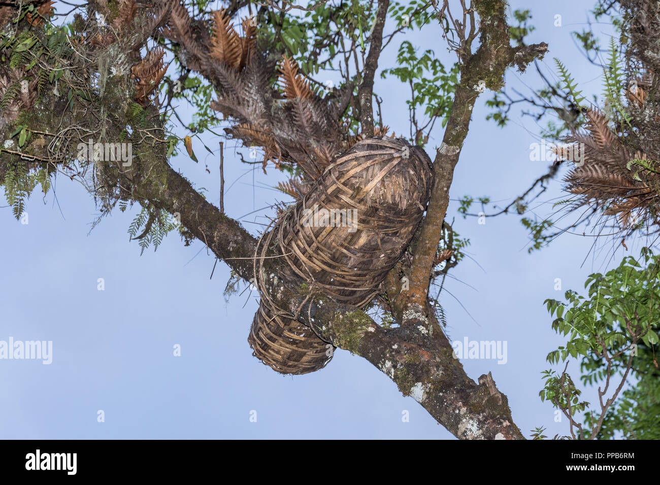 Montagne di balle, raccogliendo miele dal Beehive, Etiopia, Foto Stock