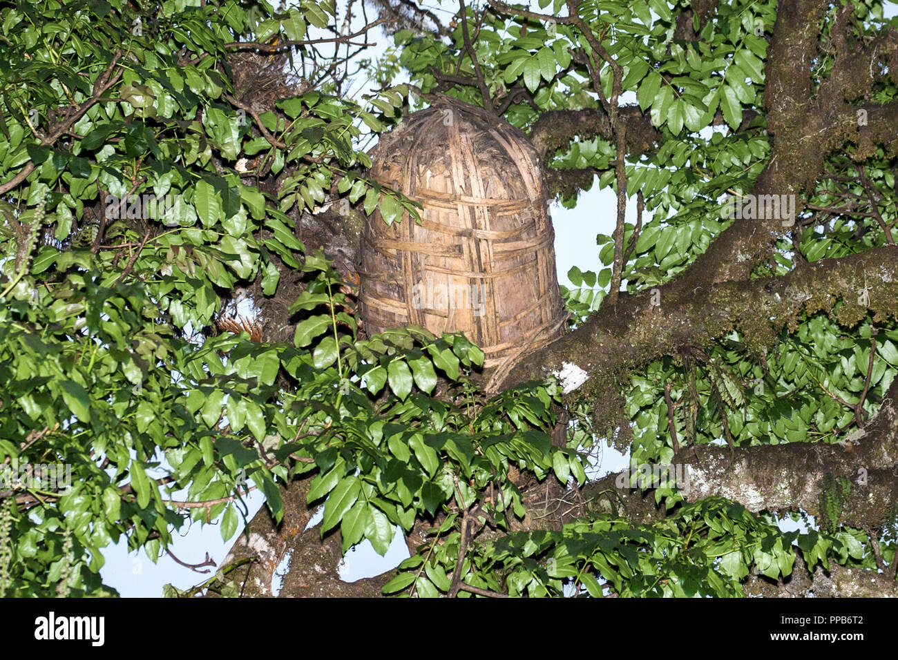 Montagne di balle, raccogliendo miele dal Beehive, Etiopia, l'alveare. Foto Stock