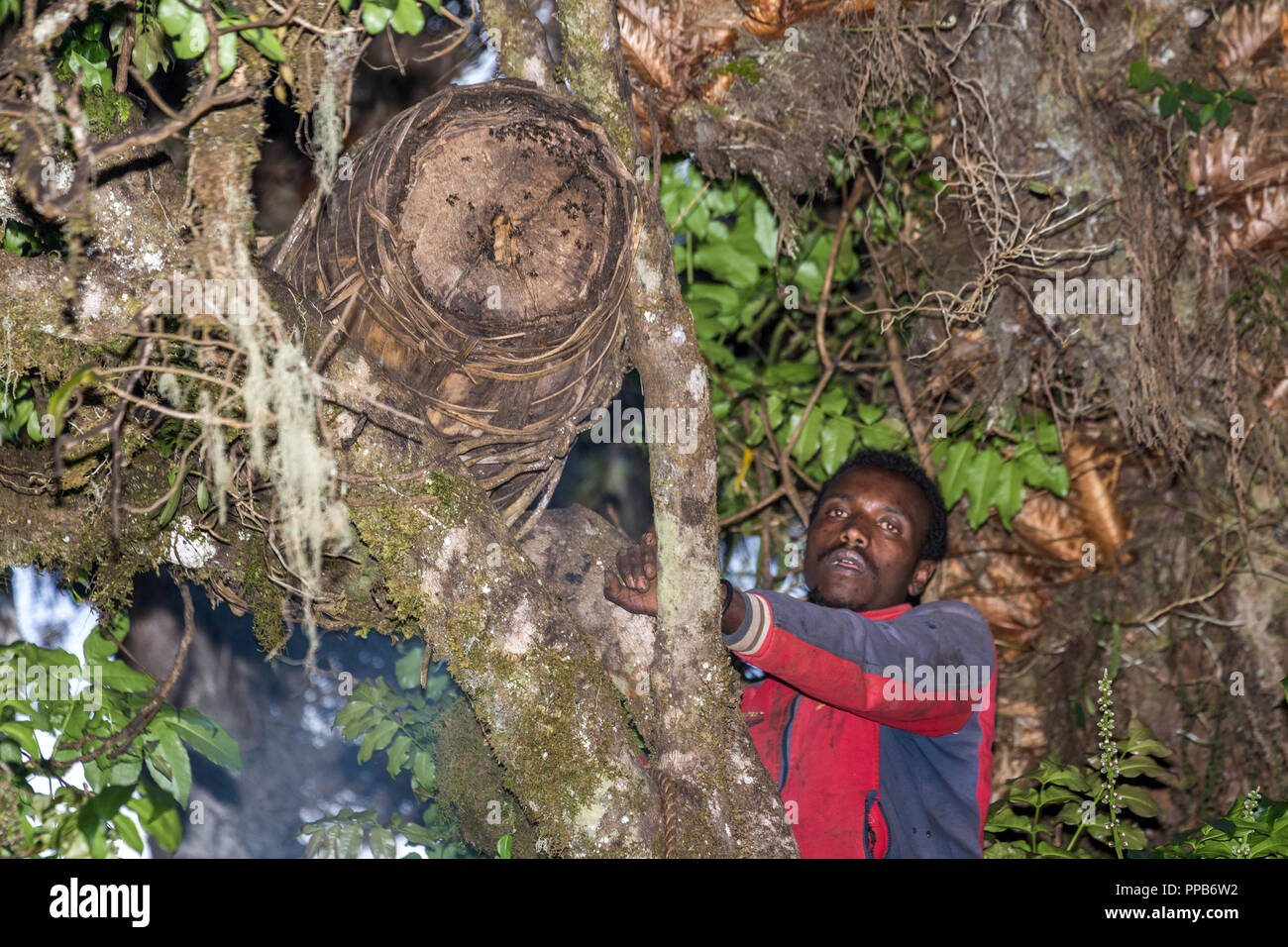 Montagne di balle, raccogliendo miele dal Beehive, Etiopia, il fumo le api. Foto Stock
