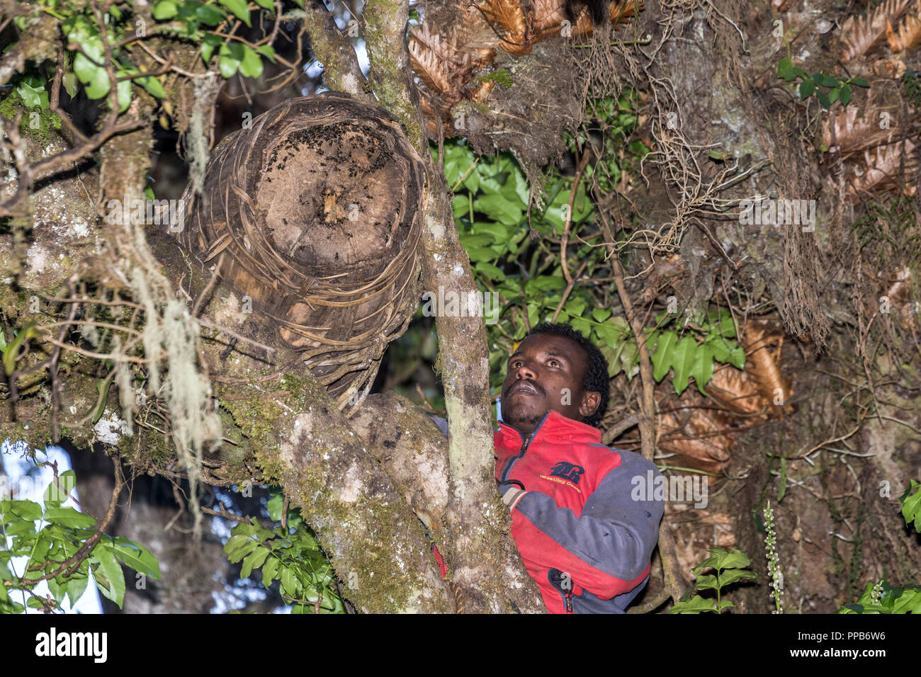 Montagne di balle, raccogliendo miele dal Beehive, Etiopia, mano all'interno dell'alveare. Foto Stock