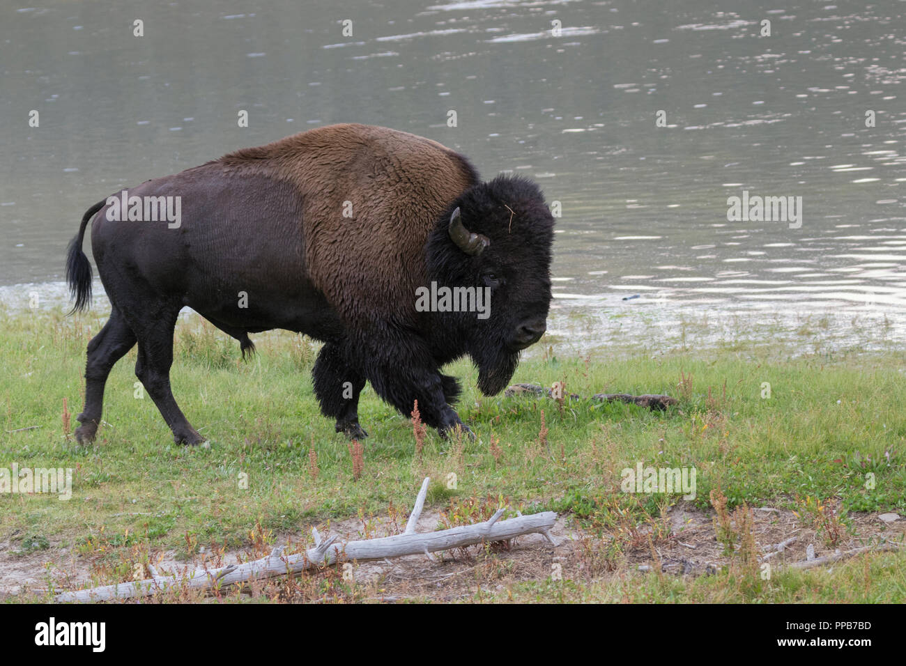 Bufalo americano (Bison bison) Foto Stock