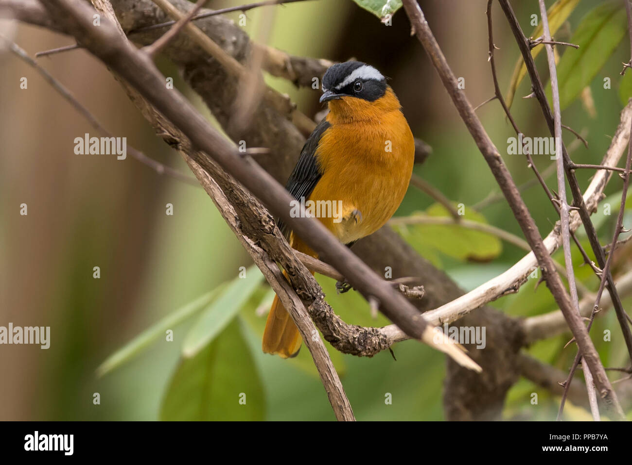 Bianco-browed robin-chat (Cossypha heuglini), Aka Heuglin robin, vicino lago vulcanico, Bishoftu aka Debre Zeit, Regione Oromia, Etiopia, Foto Stock Bianco-browed robin-chat (Cossypha heuglini), Aka Heuglin robin, vicino lago vulcanico, Bishoftu aka Debre Zeit, Regione Oromia, Etiopia, Foto Stock