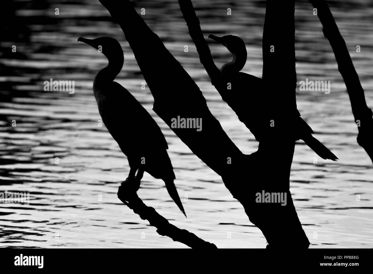 Sagome di bianco-breasted, cormorano Phalacrocorax lucidus, vicino lago vulcanico, Bishoftu aka Debre Zeit, Regione Oromia, Etiopia, Foto Stock