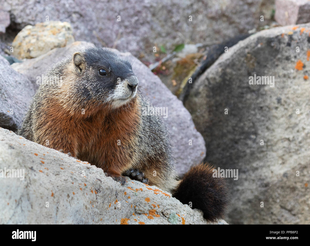Marmotta di ventre giallo (Marmota flaviventris) Foto Stock