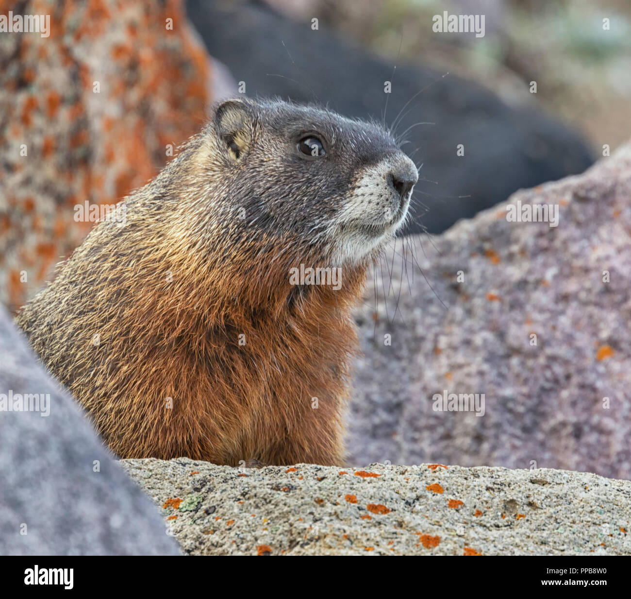 Marmotta di ventre giallo (Marmota flaviventris) close up Foto Stock