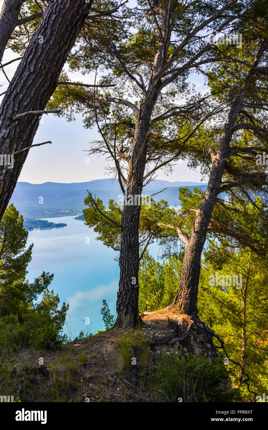 Vista lago di Sainte-Croix con pini, Provenza, FRANCIA, DIPARTIMENTO Alpes-de-Haute-Provence, regione Provence-Alpes-Côte d'Azur Foto Stock