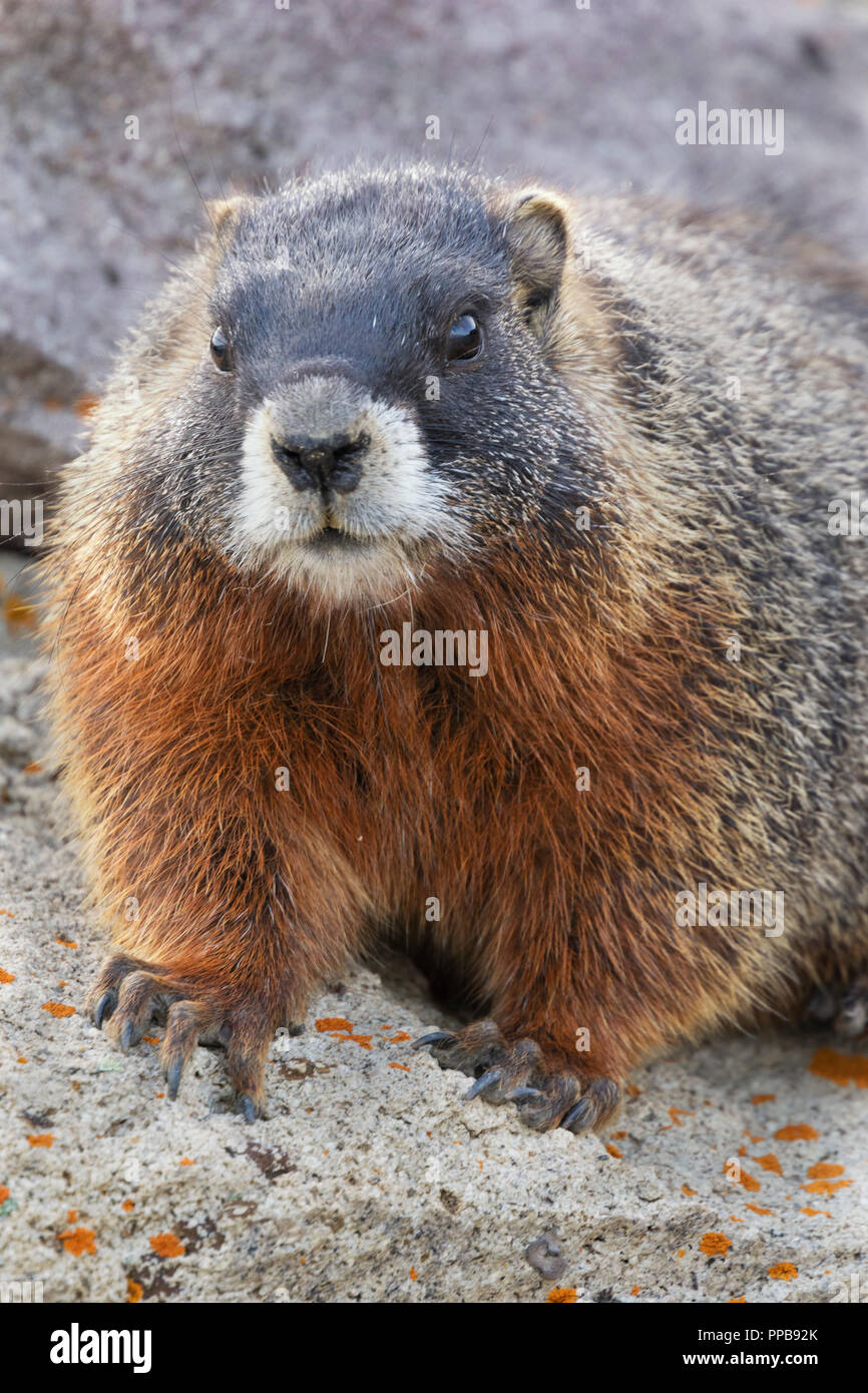 Ritratto di Marmotta di ventre giallo (Marmota flaviventris) Foto Stock