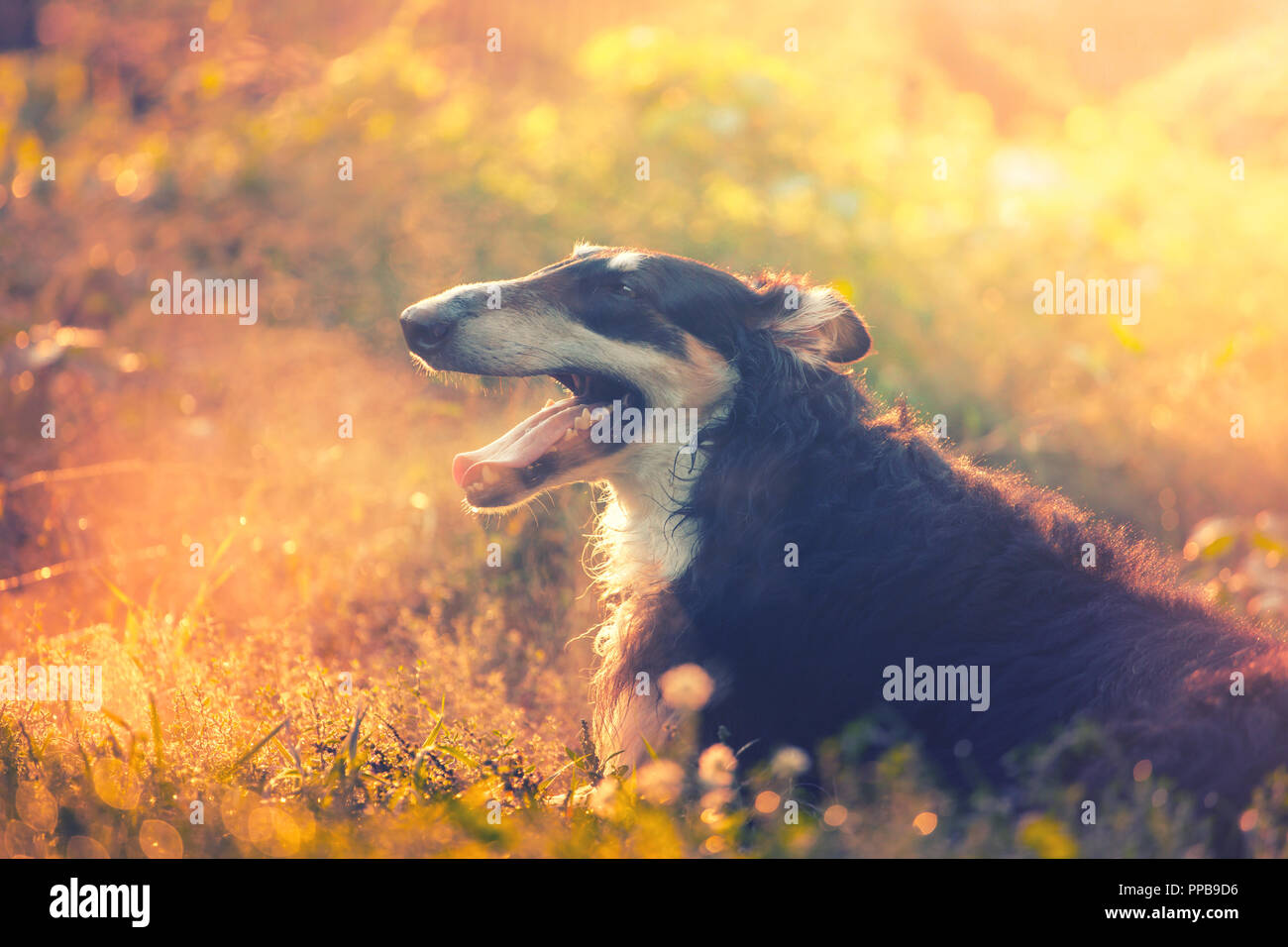 Big Black levrieri russi si trova sull'erba nella luce del tramonto Foto Stock