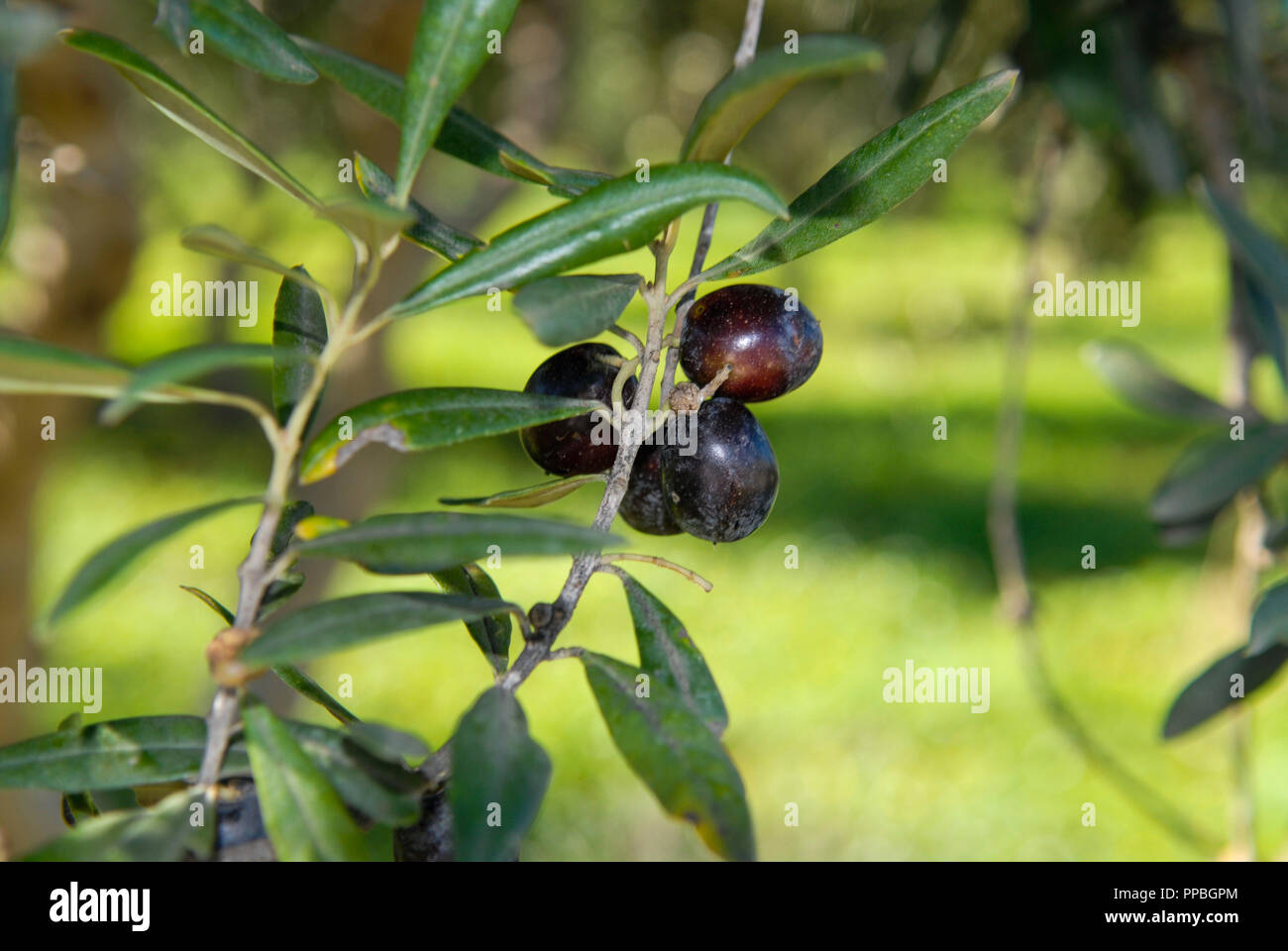 Close up siciliana di olive su un ulivo vicino a Castellamare del Golfo, Sicilia Foto Stock