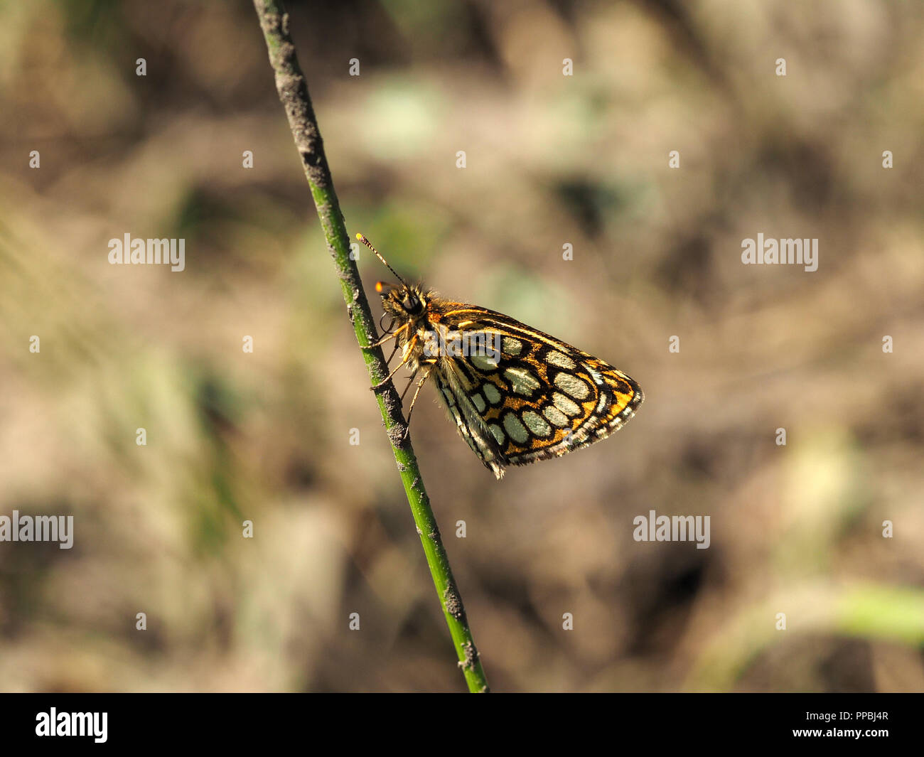 Farfalla dello skipper a scacchi grande illuminata dal sole (Heteropterus morpheus) poggiata su un unico fango spattered canna stelo nei Pirenei Ariège, Francia Foto Stock