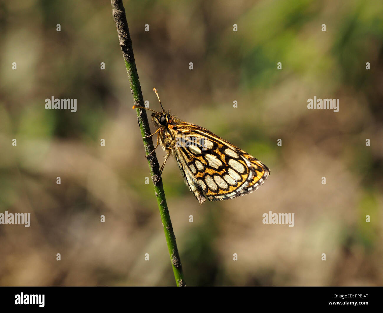 Farfalla dello skipper a scacchi grande illuminata dal sole (Heteropterus morpheus) poggiata su un unico fusto di canna da fango sparso nei Pirenei Ariège, Francia Foto Stock