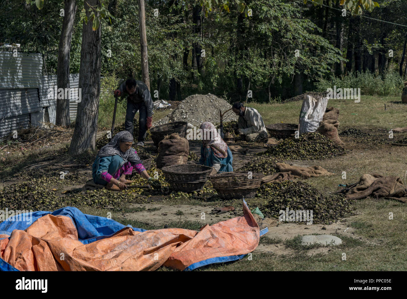 Settembre 18, 2018 - Srinagar, Jammu e Kashmir India - le donne del Kashmir battere le noci di rottura aperta loro la lolla di verde e di rivelare la loro fesse i gusci di noce, Settembre 18, 2018 in Pulwom, 40 km (24 miglia) a sud di Srinagar, la capitale estiva della controllata indiana Kashmir India. Jammu e Kashmir annualmente produce oltre due lakh tonnellate metriche di noci, contribuendo al 80 per cento del totale della produzione di noce in India. Le noci che sono cresciuti organicamente e il cui kernel è considerato tra i migliori del mondo vengono esportati in diversi paesi tra cui la Francia, Paesi Bassi e Regno Unito Foto Stock