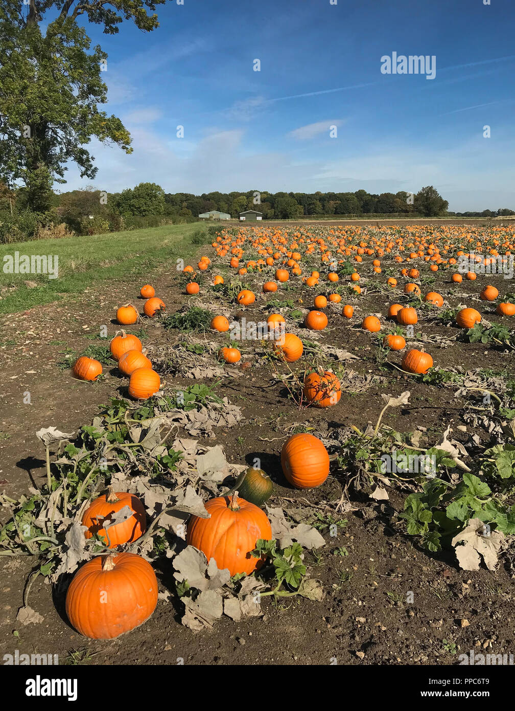 Church Fenton, UK. Il 25 settembre 2018. Le zucche crescono in un campo nei pressi di Church Fenton nel North Yorkshire davanti a Halloween stagione. Foto Data: martedì, 25 settembre 2018. Foto: Roger Garfield/Alamy Credito: Roger Garfield/Alamy Live News Foto Stock