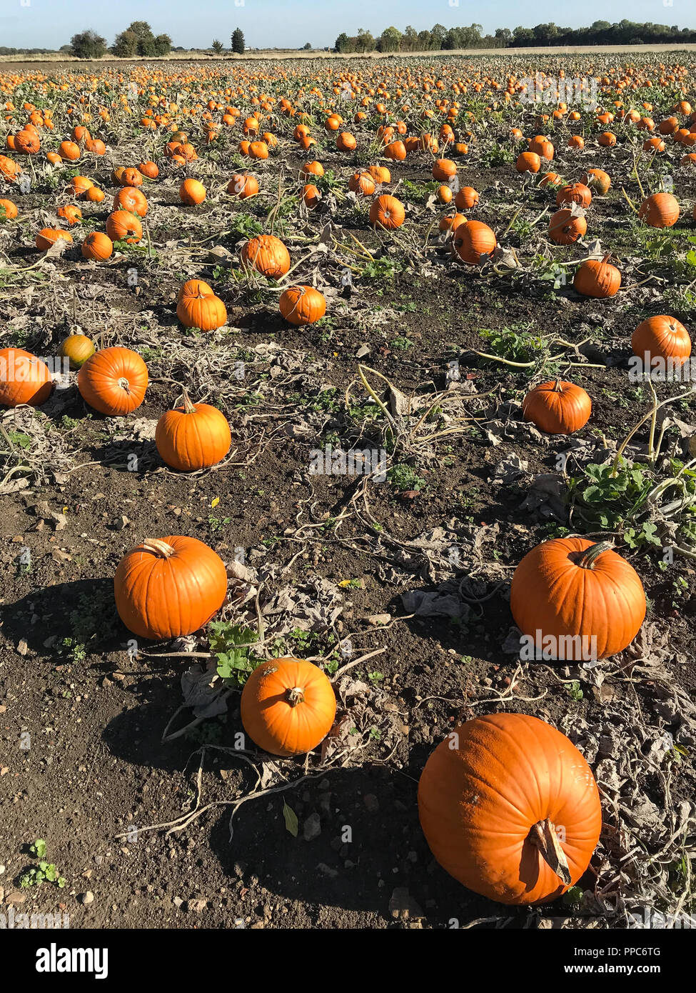 Church Fenton, UK. Il 25 settembre 2018. Le zucche crescono in un campo nei pressi di Church Fenton nel North Yorkshire davanti a Halloween stagione. Foto Data: martedì, 25 settembre 2018. Foto: Roger Garfield/Alamy Credito: Roger Garfield/Alamy Live News Foto Stock