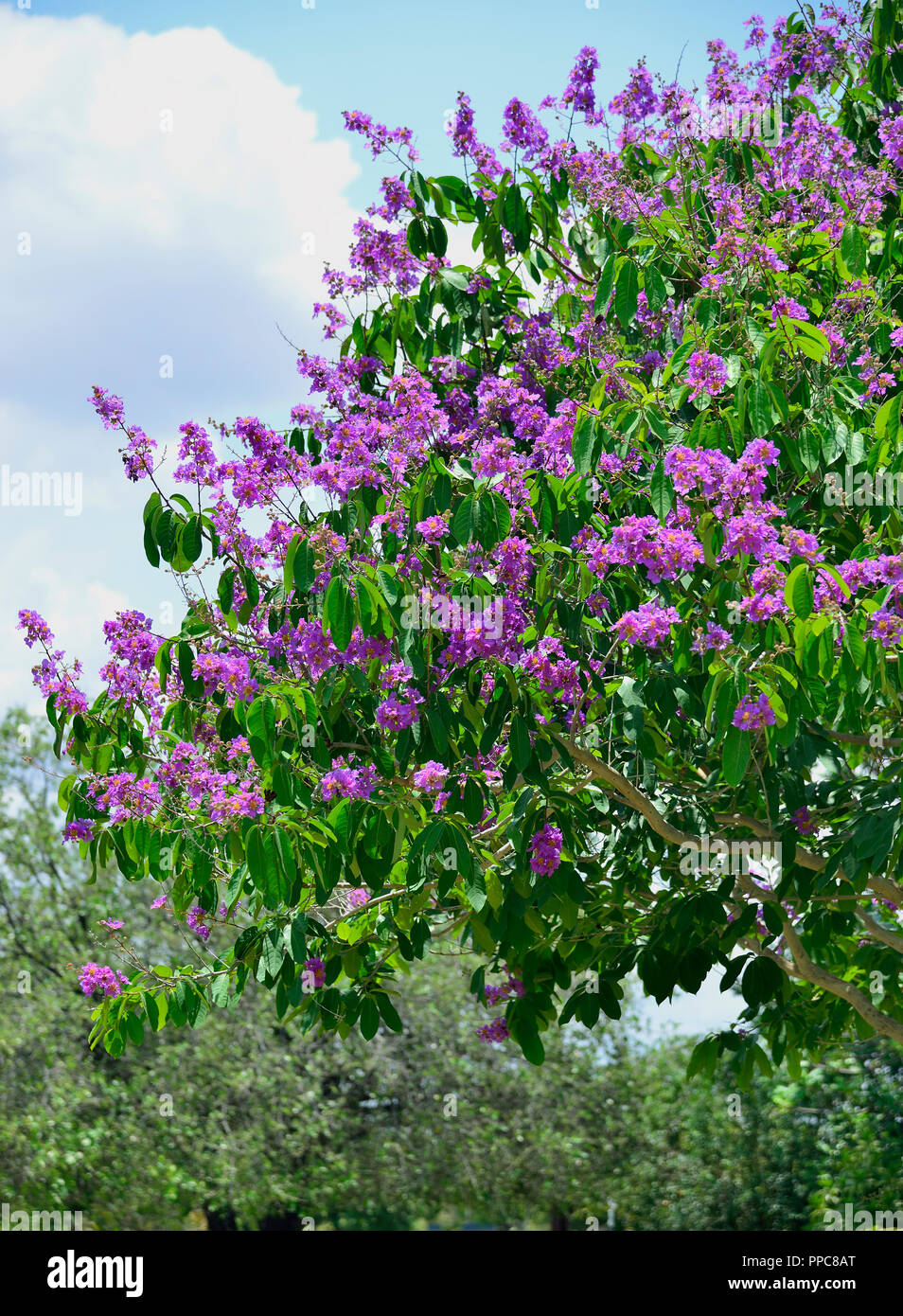 Jacaranda (Jacaranda Mimosifolia) fiorente nel territorio del Nord, Australia Foto Stock