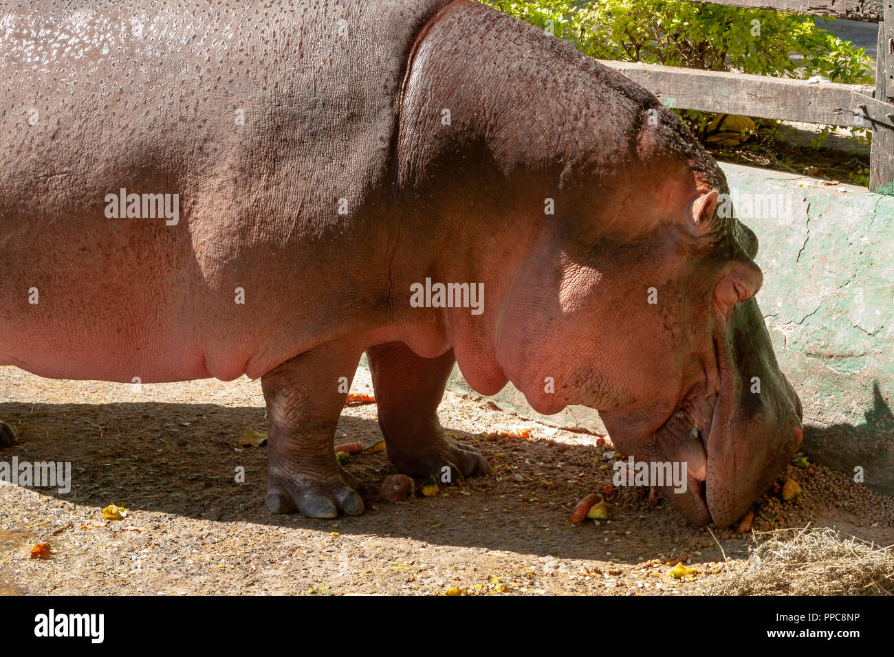 Comune (ippopotamo Hippopotamus amphibius) di mangiare le verdure, carote e zucche all'interno del suo involucro allo Zoo di Asunción, Paraguay Foto Stock
