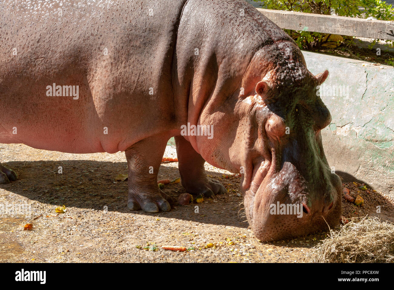 Comune (ippopotamo Hippopotamus amphibius) di mangiare le verdure, carote e zucche all'interno del suo involucro allo Zoo di Asunción, Paraguay Foto Stock