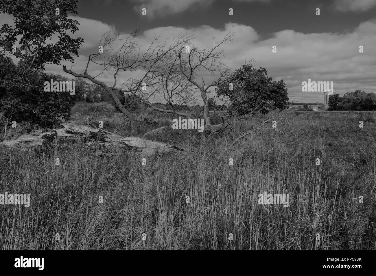 Immagini in scala di grigi di alberi rotti da tempeste o tornado gravi nel Sud dell'Ontario. Paesaggio B & W. Foto Stock