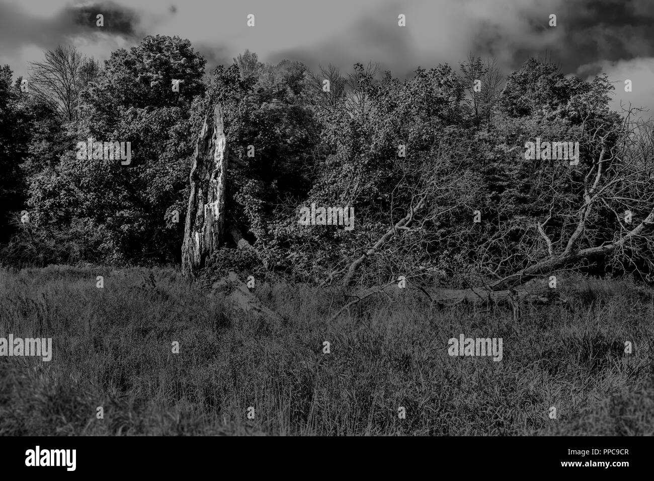 Immagini in scala di grigi di alberi rotti da tempeste o tornado gravi nel Sud dell'Ontario. Orizzontale in bianco e nero. Foto Stock