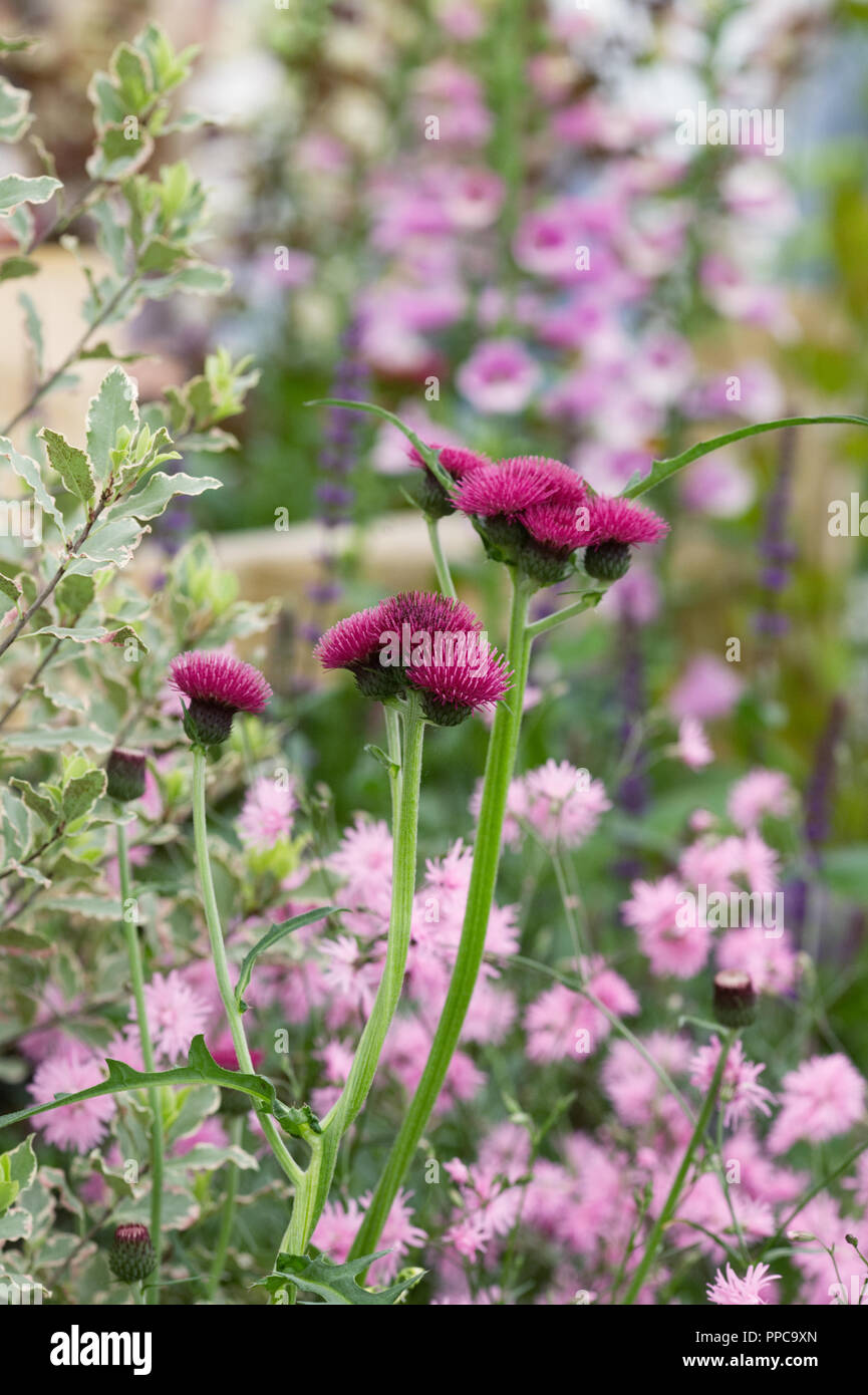 Cirsium rivulare 'Atropurpureum' Fiori. Foto Stock