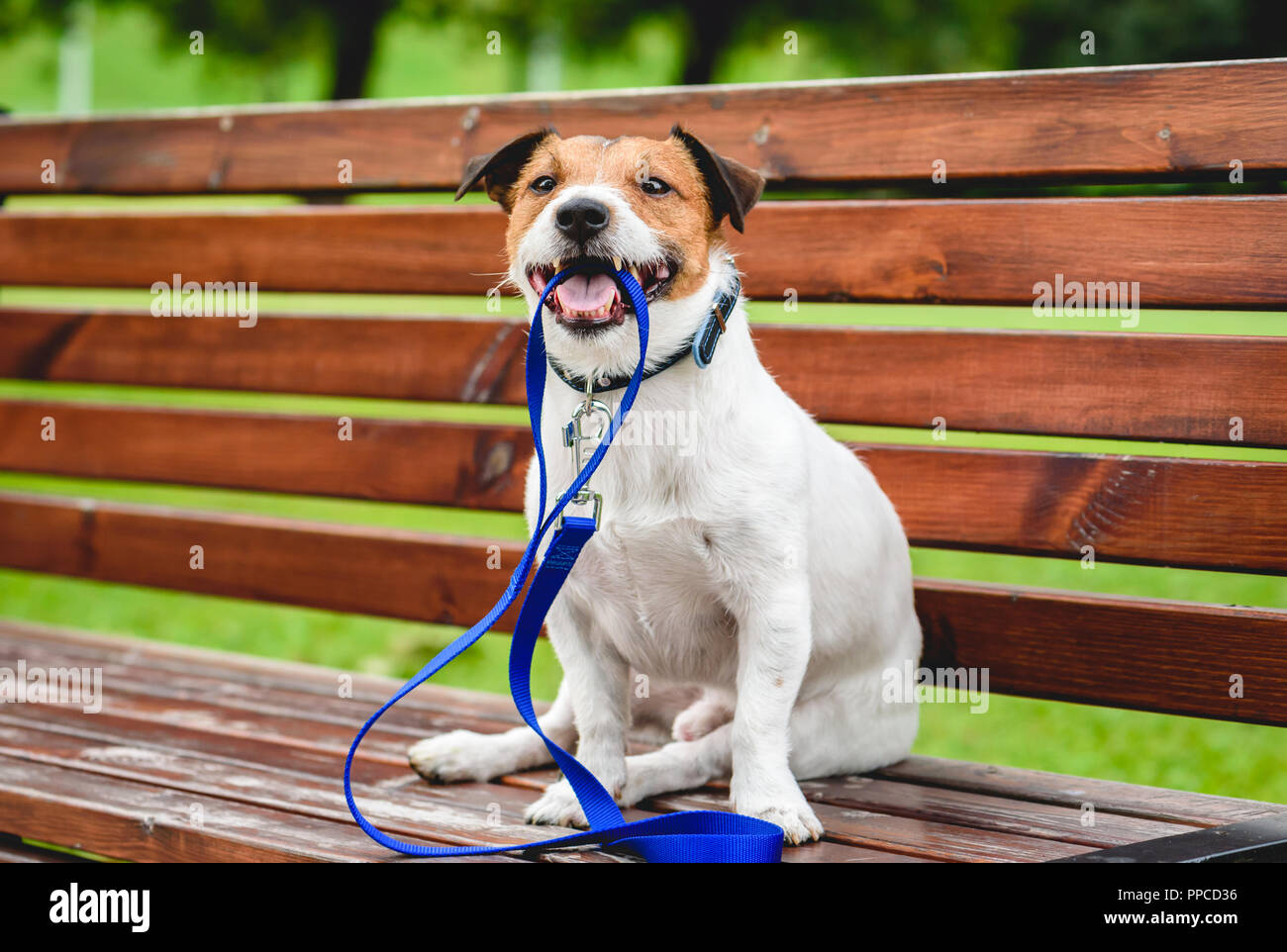 Cane invitante per una passeggiata al di fuori seduta su una panchina e tenendo un guinzaglio in bocca Foto Stock