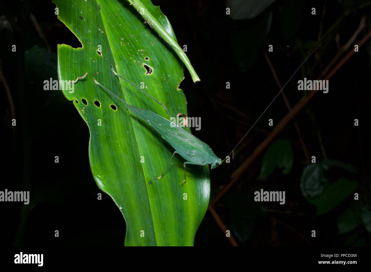 Una foglia mimare katydid (Famiglia Tettigoniidae) nella foresta pluviale fogliame di notte in Bobiri riserva forestale, Ghana, Africa occidentale Foto Stock