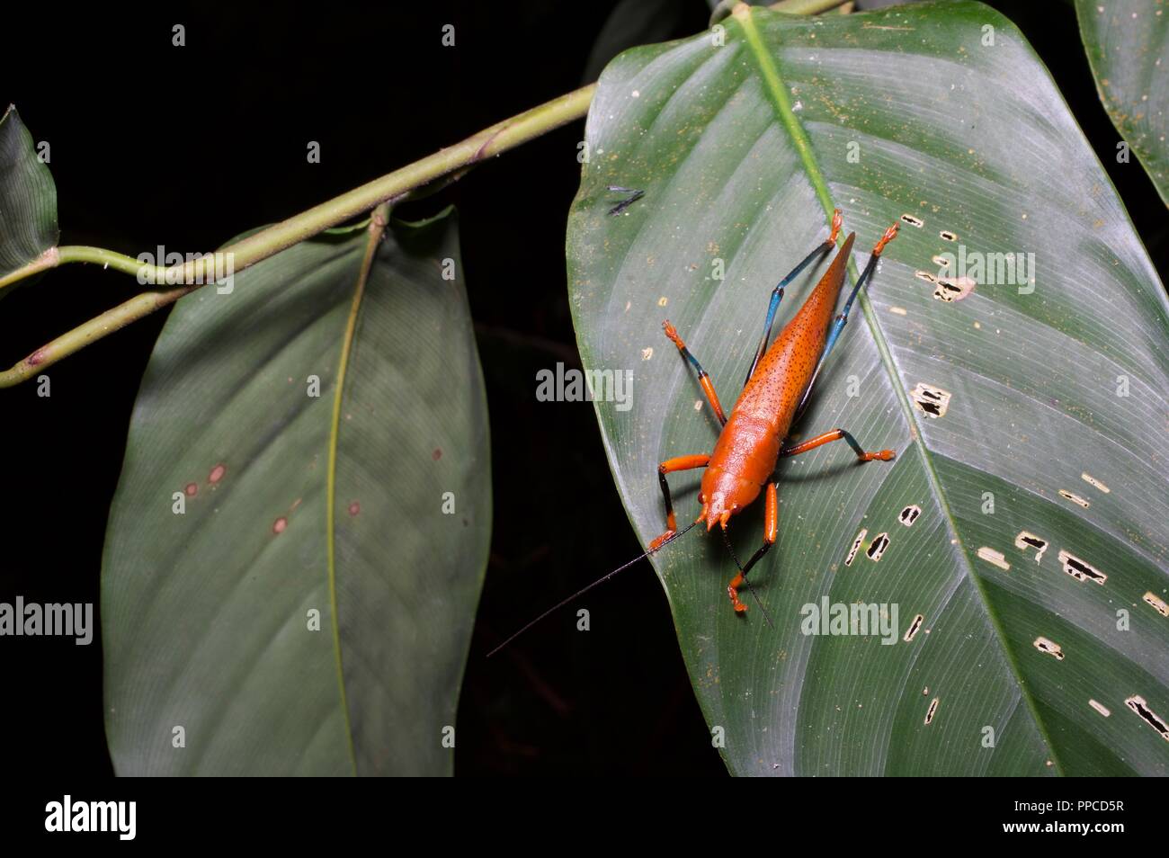 Un bel rosso e blu (katydid Plastocorypha vandicana) su una foglia di notte in Bobiri riserva forestale, Ghana, Africa occidentale Foto Stock