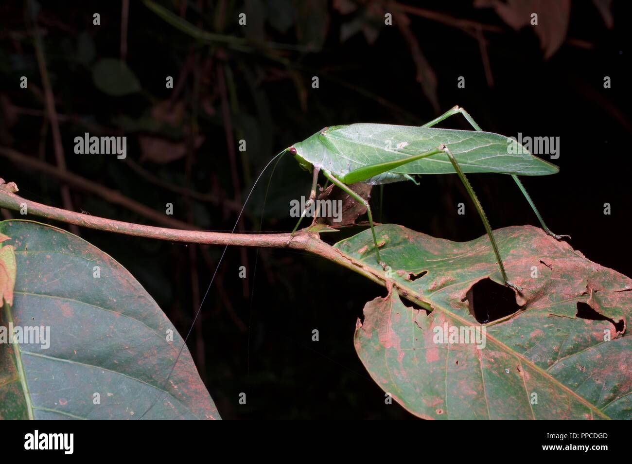 Una foglia mimare katydid (Famiglia Tettigoniidae) nella foresta pluviale fogliame di notte in Bobiri riserva forestale, Ghana, Africa occidentale Foto Stock