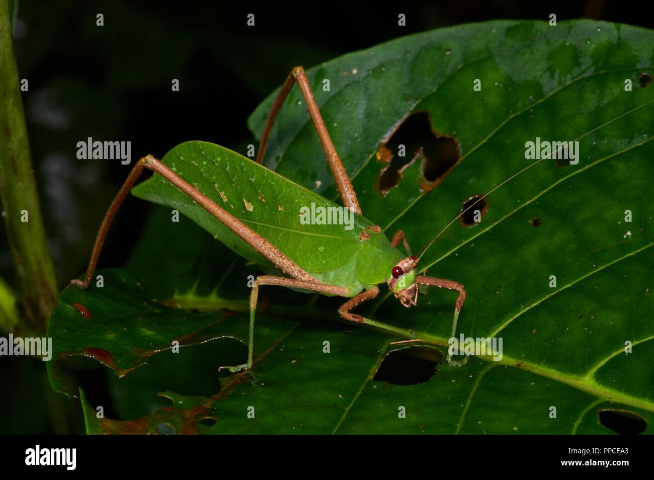 Una foglia mimare katydid (Famiglia Tettigoniidae) nella foresta pluviale fogliame di notte nella gamma Atewa riserva forestale, Ghana, Africa occidentale Foto Stock