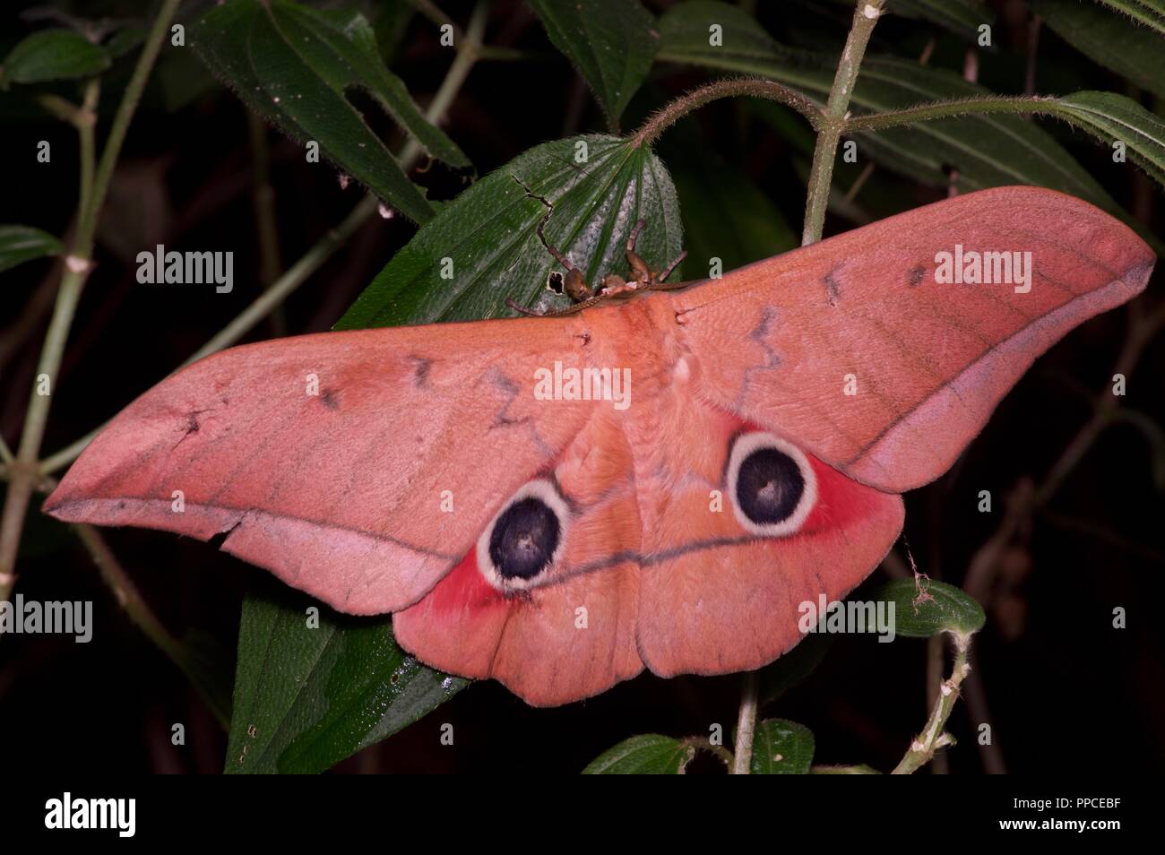 Una grande e colorata falena seta (Famiglia Saturniidae) nella foresta pluviale fogliame di notte nella gamma Atewa riserva forestale, Ghana Foto Stock