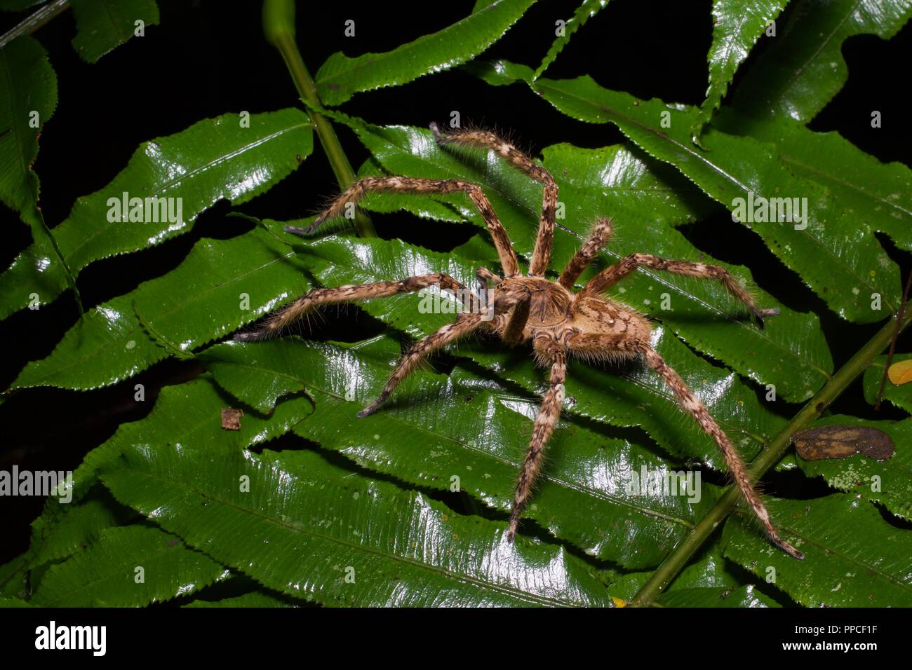 Un huntsman spider (Famiglia Sparassidae) sulle fronde di felce di notte nella gamma Atewa riserva forestale, Ghana, Africa occidentale Foto Stock