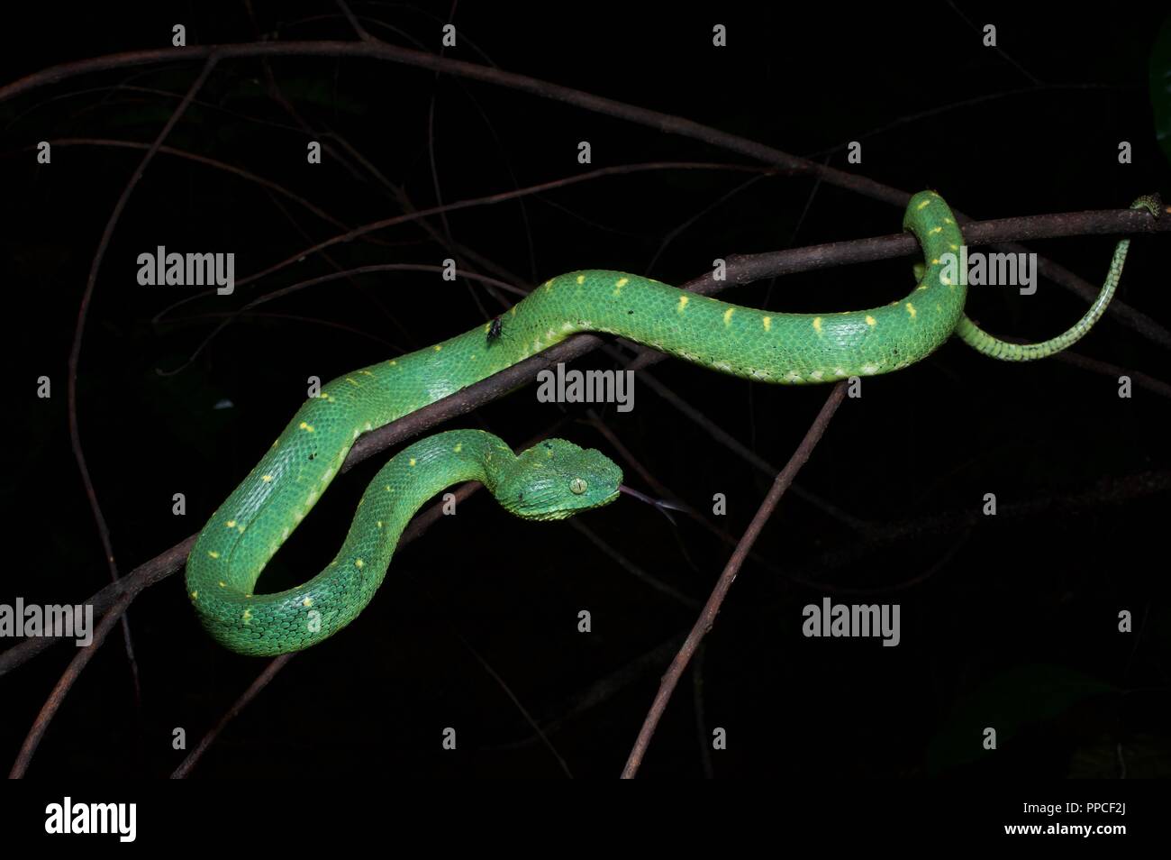 Un Western Bush Viper ​(Atheris chlorechis) nella vegetazione di notte nella gamma Atewa riserva forestale, Ghana, Africa occidentale Foto Stock