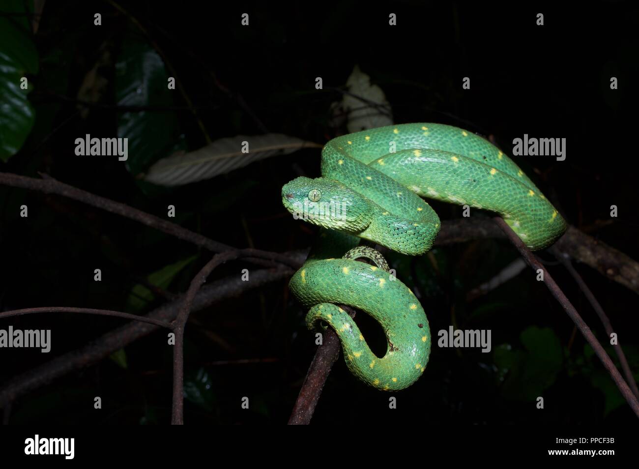 Un Western Bush Viper ​(Atheris chlorechis) nella vegetazione di notte nella gamma Atewa riserva forestale, Ghana, Africa occidentale Foto Stock