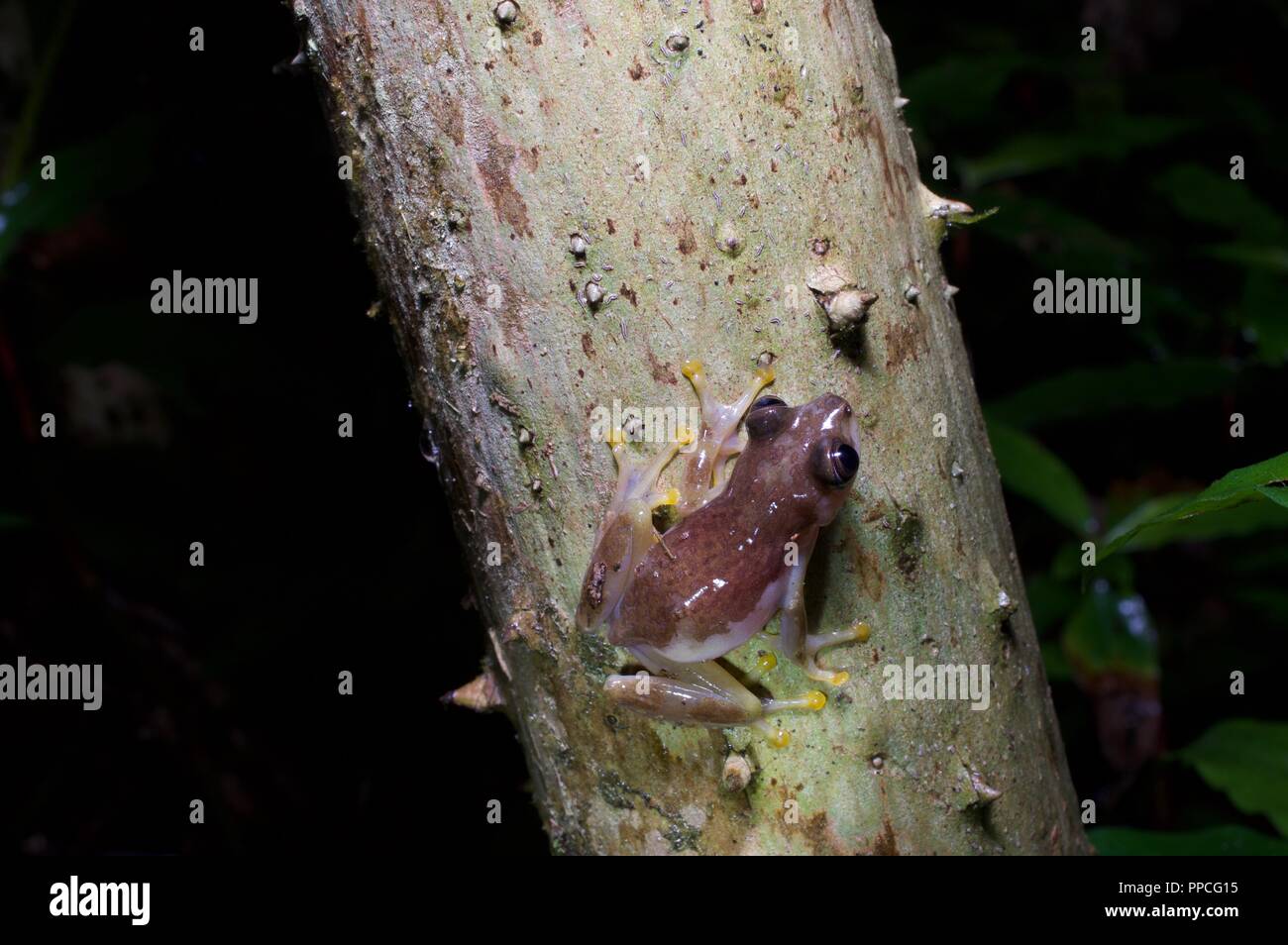 Una lamina pieghevole di rana Afrixalus (sp) su un Palm spinosi tronco di notte nella gamma Atewa riserva forestale, Ghana, Africa occidentale Foto Stock