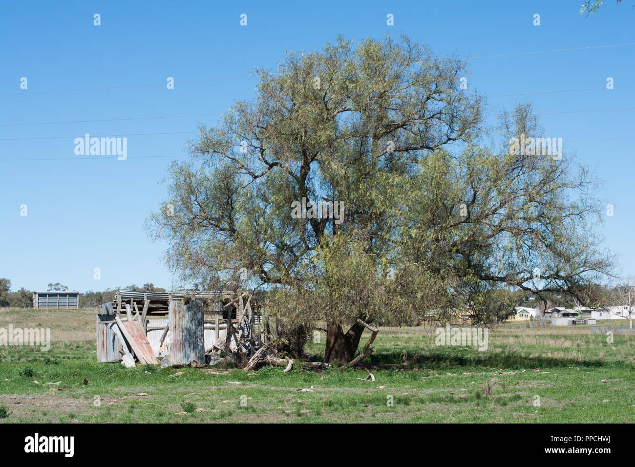 Una fattoria fatiscente capannone accanto a un vecchio albero del pepe. Dunedoo NSW Australia. Foto Stock