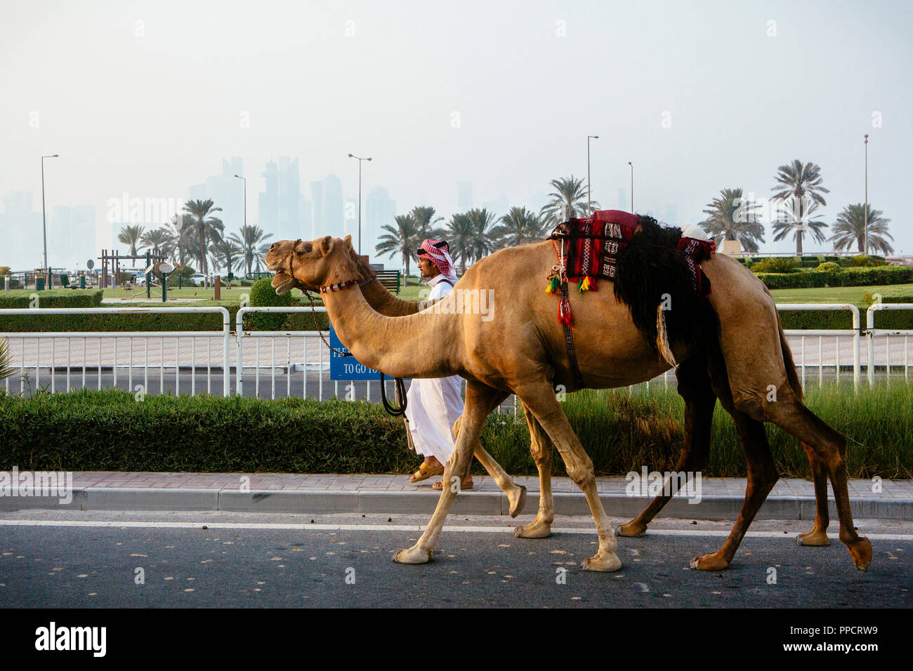 Vista laterale del uomo arabo con due cammelli camminare in autostrada, Doha, Qatar Foto Stock