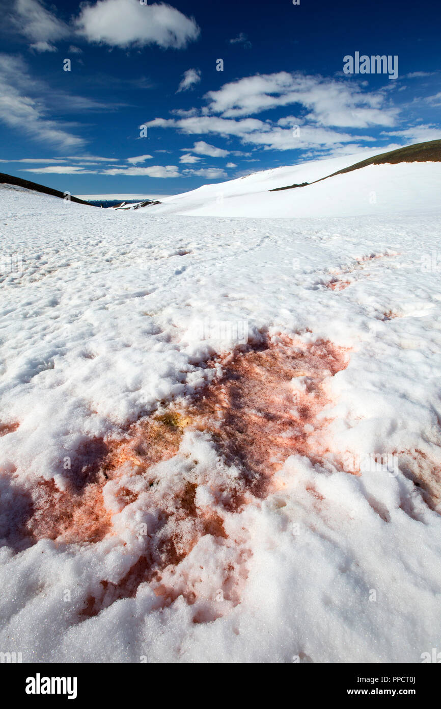 Alghe rosse nella neve su un ghiacciaio in recessione in Suspiros Bay in Joinville isola appena al di fuori della penisola antartica. La penisola è uno dei più veloci tra luoghi di riscaldamento del pianeta. Foto Stock