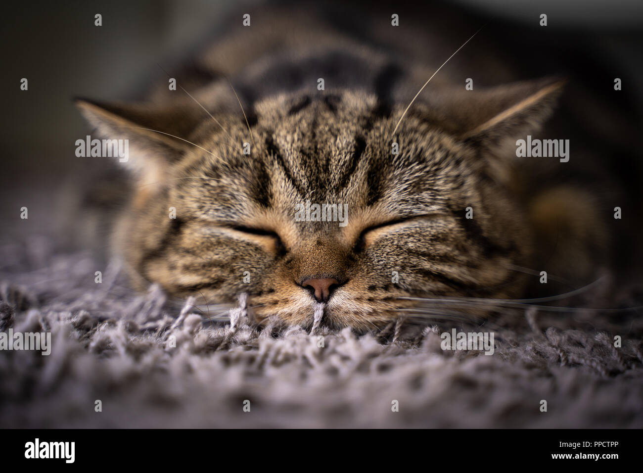 Cute cat Sorriso Animali Domestici dormire Foto Stock