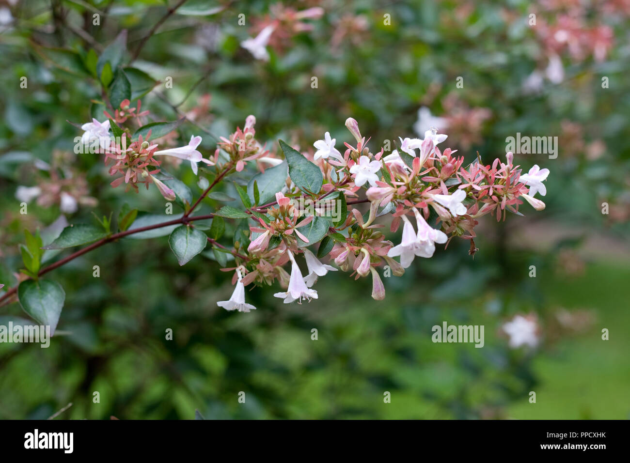 Abelia x grandiflora in fiore, nella tarda estate del Regno Unito Foto Stock