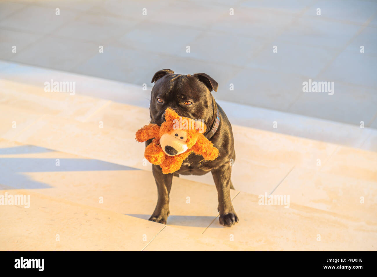 Nero staffordshire bull terrier cane in piedi sui gradini di pietra nel tardo pomeriggio di sole dorato tenendo un simpatico orsacchiotto nella sua bocca in attesa di giocare Foto Stock