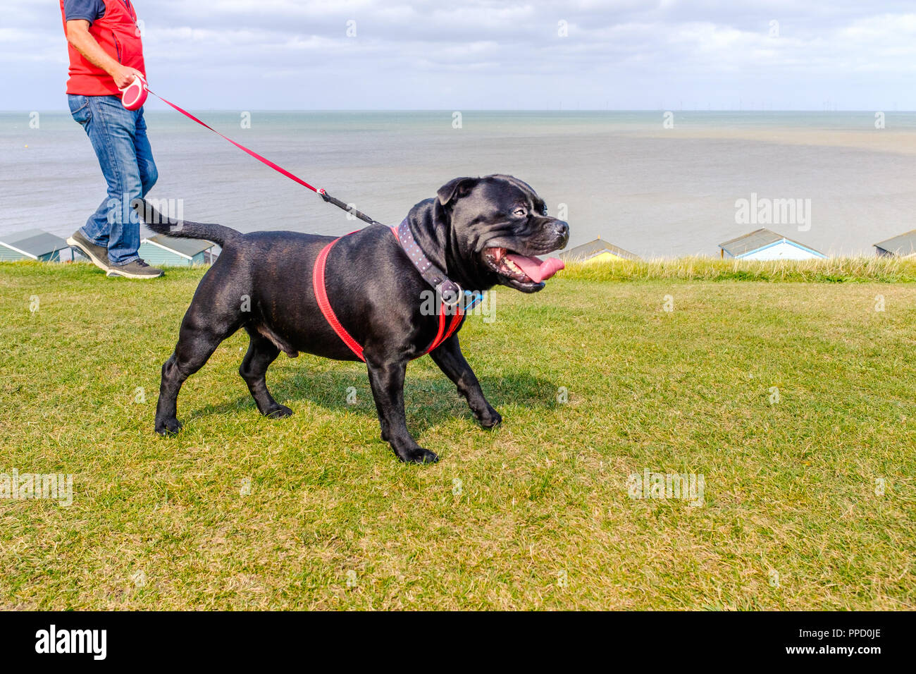 Forte sano nero felice Staffordshire Bull Terrier indossando un cavo rosso su un lungo guinzaglio avvolgibile su erba verde nella parte anteriore delle cabine sulla spiaggia, andando fo Foto Stock