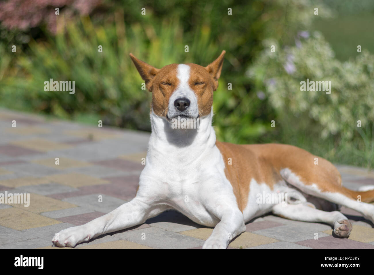 Ritratto di Basenji cane sdraiato su un marciapiede e godendo autunnale di caldo sole Foto Stock