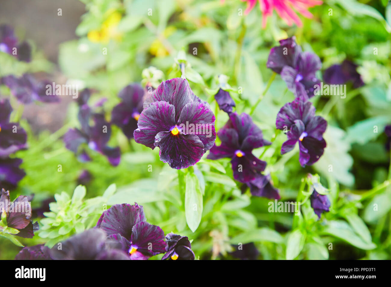 Fioritura viola fiore viola tricolore messa a fuoco selettiva Foto Stock